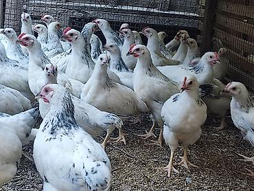 вязка коты: Продаю | Куры | Для разведения — 3
