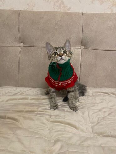 Pişiklər: Britan, Erkək, Dişi, Yaxşı əllərə, Ünvandan götürmə, Ödənişli çatdırılma — 2