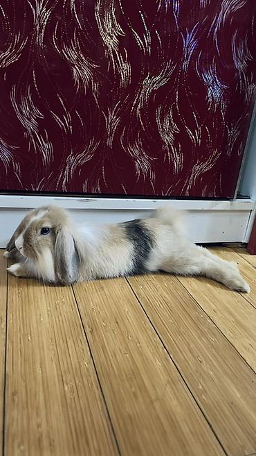 Ev dovşanı - Cins: qulaqları sallanan miniatür ev dovşanı (Mini lop)