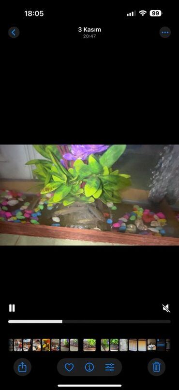 Balıqlar: Sülhsevər, Ünvandan götürmə -da lalafo.az — 10 Balıqlar: Sülhsevər, Ünvandan götürmə — 10