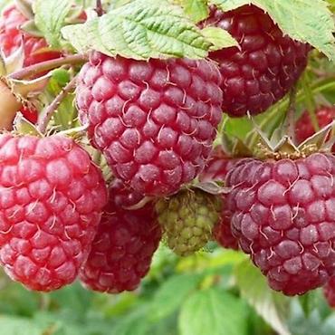 для круп: Малина саженцы Полька рассада Крупноплодные ягоды — 1