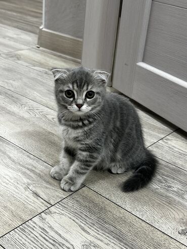 шотландская котята: Шотландская вислоухая 2,5 месяца. (девочка) Имеются все