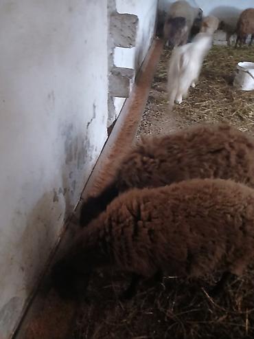 Qoyunlar, qoçlar: Iki baş qala cinsi ekizdilər 11 ayLlqdlLar qiymet birine aiddir.qoc — 4