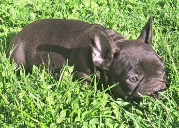 Psi: Prelepi štenci francuskog buldoga na prodaju. Očišćeni od parazita i na lalafo.rs — 5 Psi: Prelepi štenci francuskog buldoga na prodaju. Očišćeni od parazita i — 5