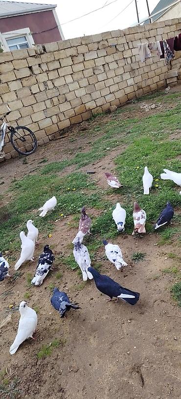 ucuz pekines satilir: Tergidirem ucan quşlardı Qiyamət sonudu — 3