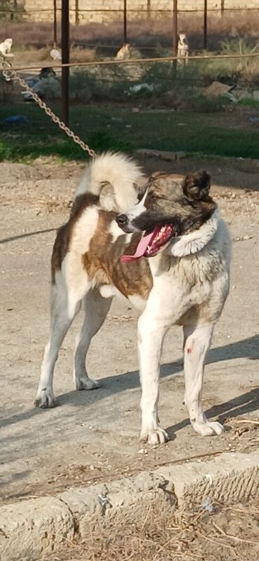 İtlər: Qurdbasar, 1 il, Erkek, Peyvəndli, Ödənişli çatdırılma — 9