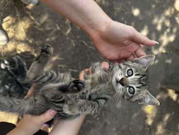 котята сиамские: В добрые и ответственные руки! КОТЯТА🩷🩵 Девочки! Котята