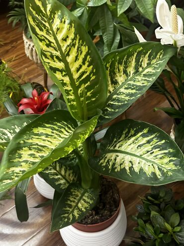 Другие комнатные растения: Продаю комнатные цветы! Зелёные, красивые, ухоженные — выращены с — 4