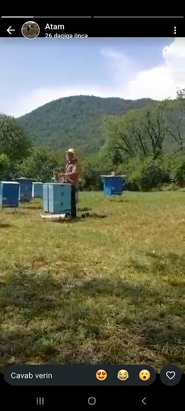 qida termosu: Ari satilir,pula ehtiyac oldugu ucun tecili satilir.80 man biri.Unvan — 1