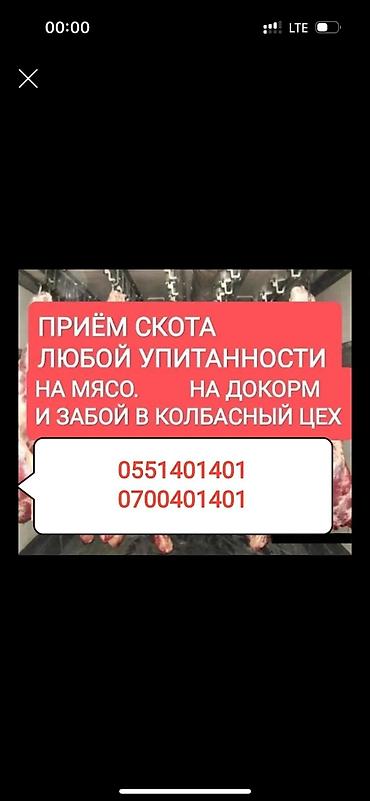 кой бишкек: Колбаса цехи : Уйлар, букалар, | Бардык шартта — 1