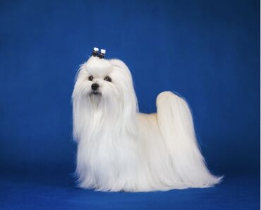 İtlər: Malta bolonka, 1 ay, Erkek -da lalafo.az — 7 İtlər: Malta bolonka, 1 ay, Erkek — 7