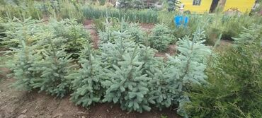 Декоративные деревья: Саженцы деревьев: Ели — 19
