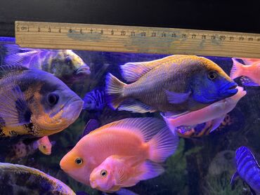 Рыбы: Продаю Аквариумные цихлиды крупных и средних размеров - Для — 8