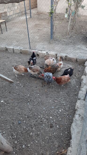 toyuga verilen adlar: Toyuq, Damazlıq, Ünvandan götürmə