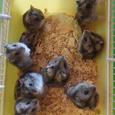 Зоотовары: Клетки очень дешево. распродаю остатки. цены от 500 до 1200 сом — 18