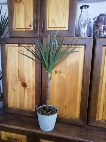 ростки пальмы: Драцена в горшке, цветы офисные, распродаю высота с горшком