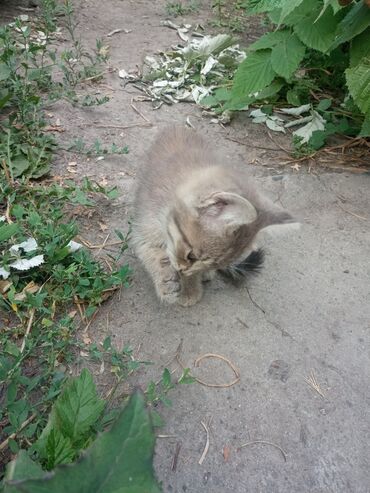 сфинкс купить: Кошка даром: Лесная, 2 месяца, Мальчик