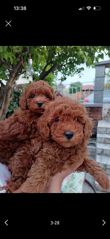 toy pudel it: Məhsul: Toy pudel balaları • Növ: Toy Poodle (miniatür) • Mənşə — 2