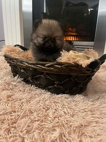 Psi: Pomeranac, štenci vrhunskog kvaliteta Pomeranci devet nedelja stari — 9