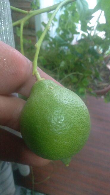 Дом и сад: Продаю лимоны с плодами есть доставка тонкошкурые