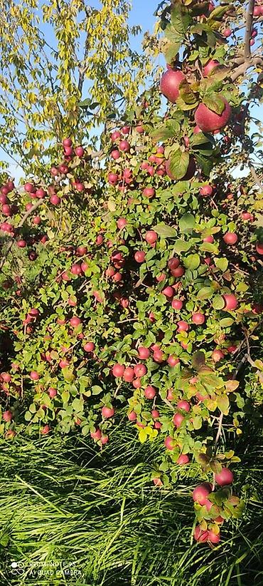 ev gulleri ve adları: 🍎 Satılır Bağ – Qızıləhməddi Alma Bağı🍎 Əla fürsət! Məhsuldar və — 1