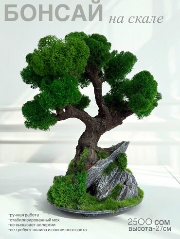 украшение для дворов и садов: Декоративное дерево бонсай из натурального живого стабилизированного