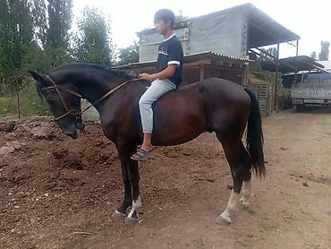 пл: Продаю | Конь (самец) | Рабочий | Племенные — 3