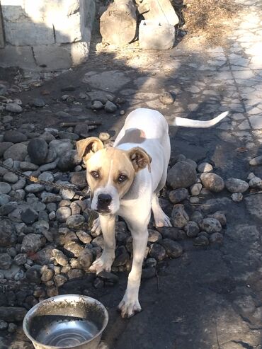 Продажа собак: Алабай, 7 месяцев, Самка, С прививкой, С родословной — 3