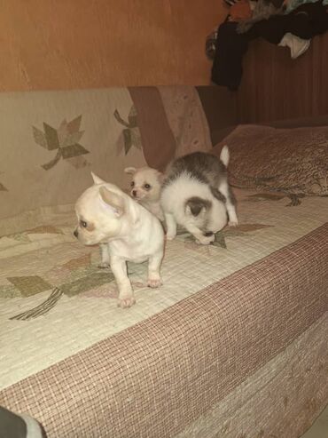 самые большие породы собак: Чихуахуа, 1 месяц, Самка