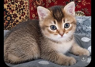 котенок скотиш страйт: Скотиш Страйт (Шотландская прямоухая), 1 месяц, Девочка, Золотая шиншилла, Метис, Приучена к лотку — 1