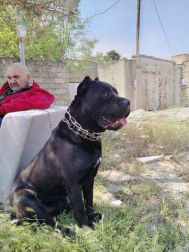 cane corso yavru: Kane-Korso, 3 ay, Erkək, Sənədli, Ödənişli çatdırılma, Pulsuz çatdırılma — 2