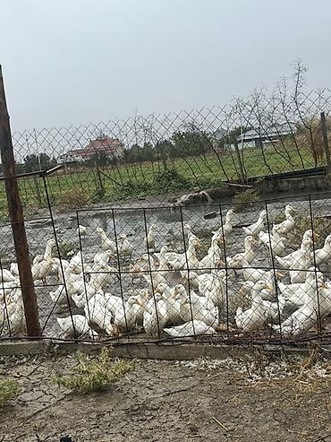 it iti sikir: Ağ Pekin ördəkləri – təsərrüfat üçün sürü şəklində Məhsulun — 1