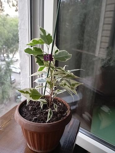 фикус керли: Фикус Бенджамина вариегатный (Ficus benjamina, пестролистная форма) в — 1