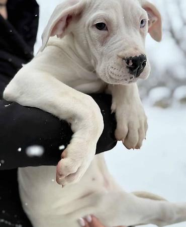 Psi: Na prodaju ZDRAVA ženka dogo argentino, stara 2.5 meseca, redovno — 6