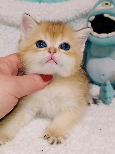 вязку: Вязка кошек ! Не продажа ! Шикарный клубный котик Шотландский — 9