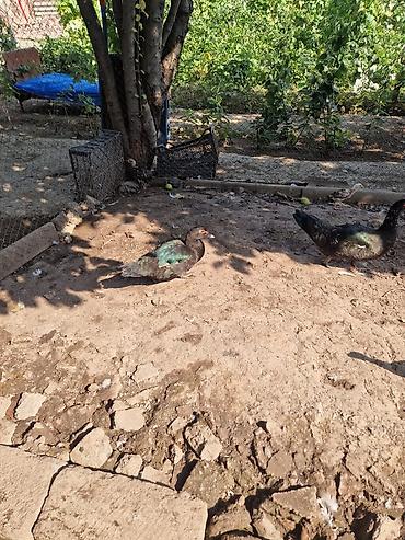 сколько стоит собака бу: 3 ədəd 2 erkək 1 dişi anaş. təmiz gözəl şəkildəki ördəklər — 3