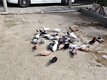 göyərcinlər: Salam quşlar hoptom satilir usd usde 5manatdan asaqi yeri yoxdur uz — 2