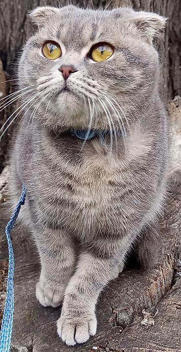 Pişiklər: Şotland, Dişi — 3