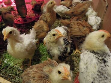 Птицы: Месячные цыплята разных пород. Вакцинированные. 150 штук. В Сокулуке