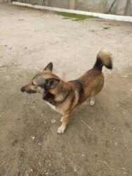 İtlər: Zvonok, 1 il, Erkek — 9