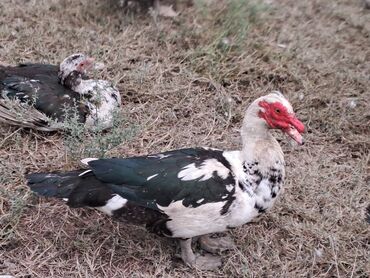 Quş: Salam lal ördəklər satılır .Fərələr 25 xoruzlar 35 azn .Fərələr — 15