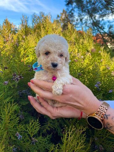 kucni ljubimci na prodaju: Odgajivacnica pasa „Happy Puppies“ nudi na prodaju stence patuljaste