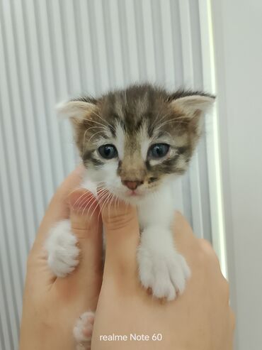 кошка шатланка: 1 месяц, Мальчик, Биколор