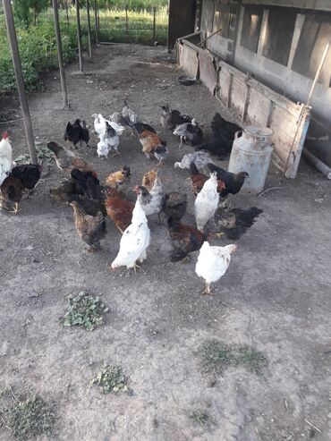 Животные: Срочно в связи с отъездом продаю цыплят разных пород мясо яичных от 2