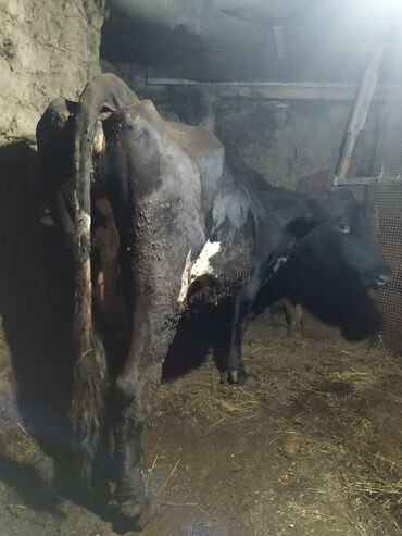 simmental inek: Dişi, il: 5, 500 kq, Südlük, Ünvandan götürmə