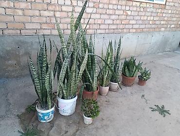 саженцы жимолости: Сансевиерия (Sansevieria, «щучий хвост», «тещин язык») в горшках — — 1