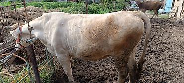 Коровы, быки: Продаю | Корова (самка) | Шароле | Для молока — 5