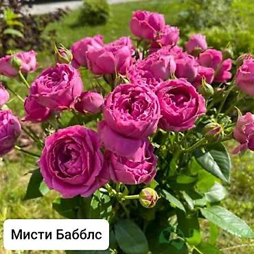 Бөлмө розалары: Көчөттөр — 5