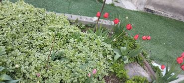 Продажа участков: 5 соток, Для строительства — 4