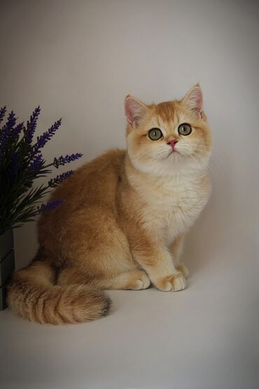 продаю котят бишкек: Британ кыска жүндүү, 3 айлык, Эркек, Алтын шиншилла, Эмделген